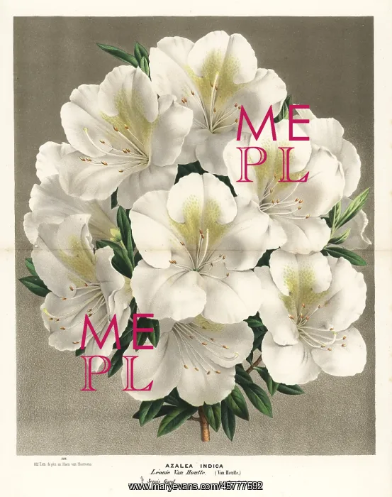 : Azalea hybrid, Rhododendron indicum : Azalea hybrid, Rhododendron indicum