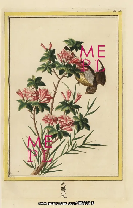 : Azalea, Rhododendron indica : Azalea, Rhododendron indica