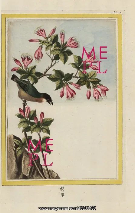 : Azalea, Rhododendron indicum : Azalea, Rhododendron indicum