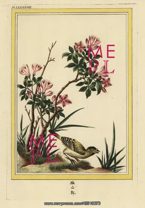: Azalea, Rhododendron species : Azalea, Rhododendron species