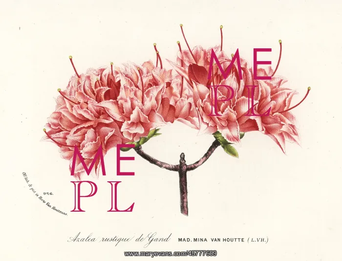 : Azalea rustique de Gand, Rhododendron indicum : Azalea rustique de Gand, Rhododendron indicum