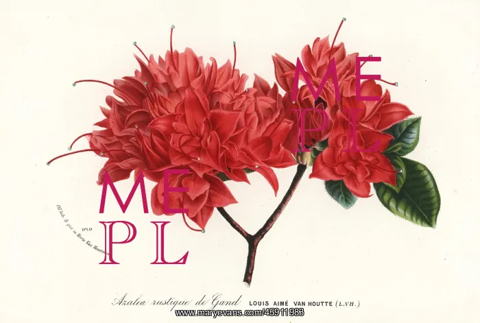 : Azalea rustique de Gand, Rhododendron indicum : Azalea rustique de Gand, Rhododendron indicum