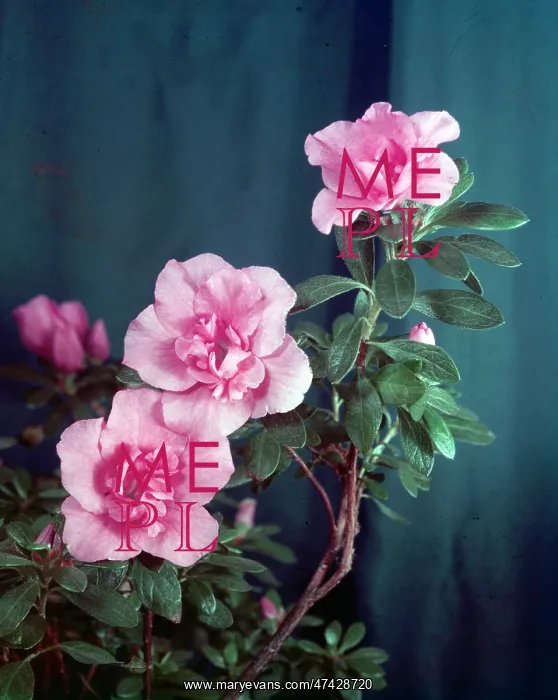  : Azaleas - a branch of pink azaleas