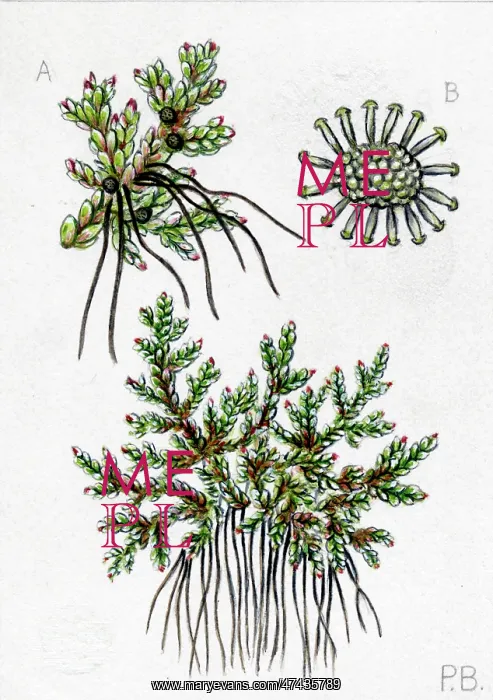  : Azolla filiculoides