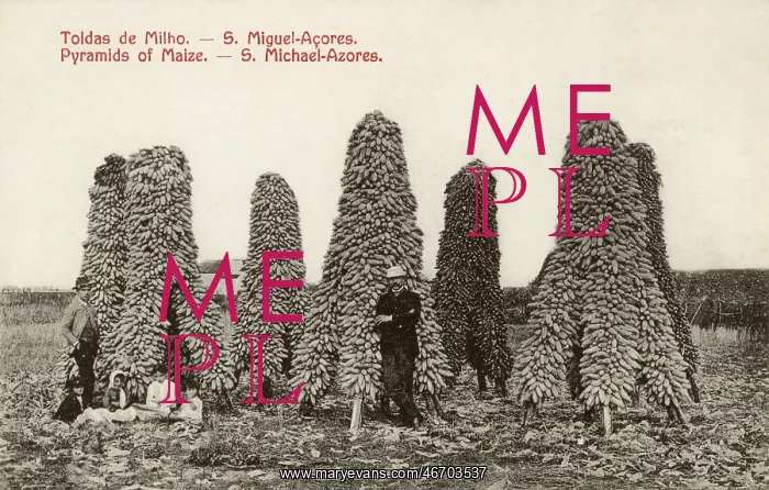  : Azores, Portugal - Maize Pyramids