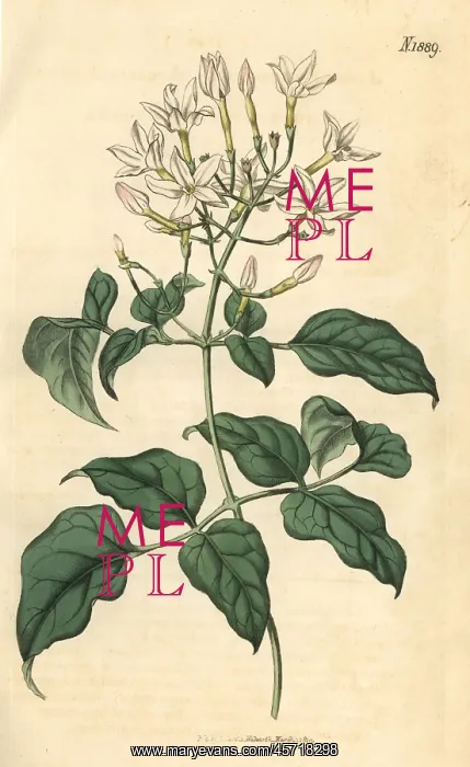 : Azorian jasmine, Jasminum azoricum : Azorian jasmine, Jasminum azoricum