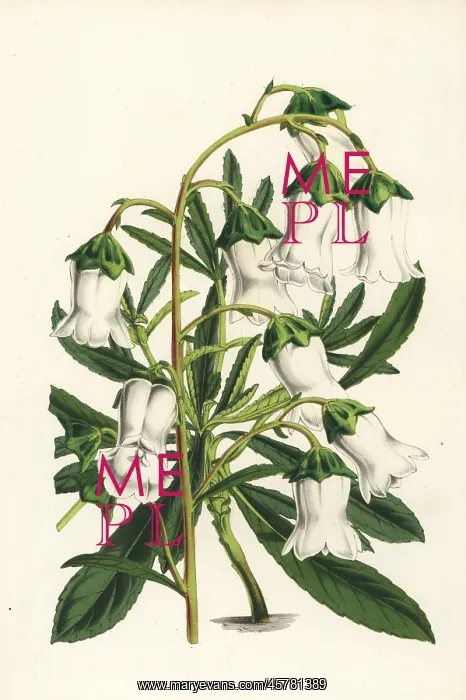 : Azorina vidalii, endangered plant : Azorina vidalii, endangered plant