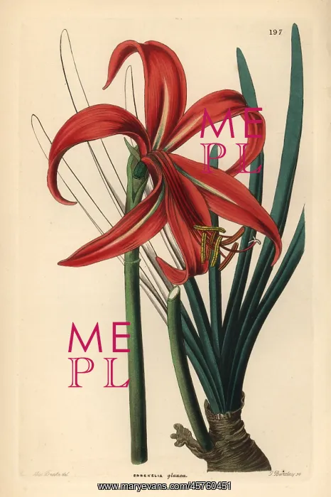 : Aztec lily, Sprekelia formosissima : Aztec lily, Sprekelia formosissima