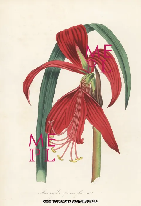 : Aztec lily, Sprekelia formosissima : Aztec lily, Sprekelia formosissima