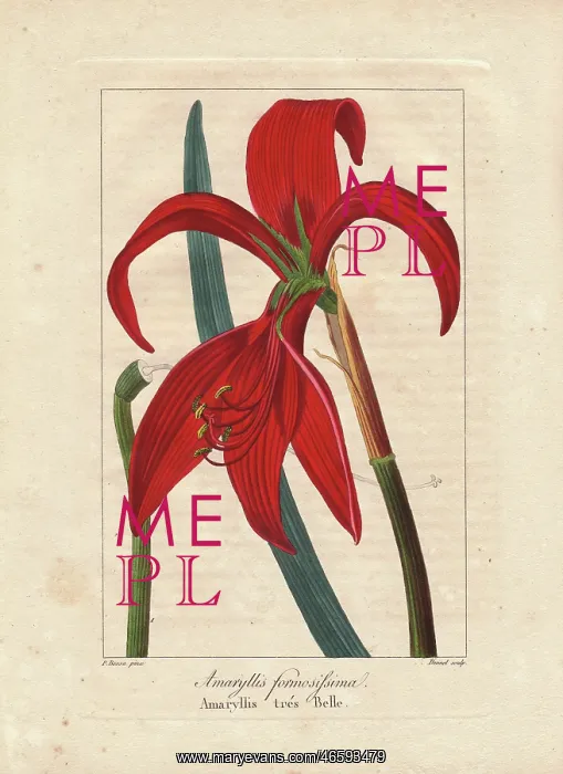 : Aztec lily, Sprekelia formosissima : Aztec lily, Sprekelia formosissima