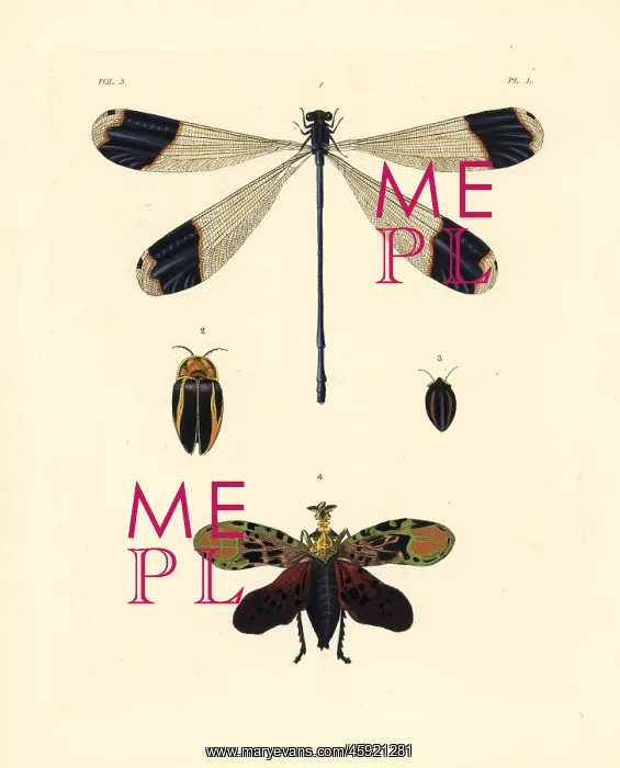 : Azure hawker and exotic insects : Azure hawker and exotic insects