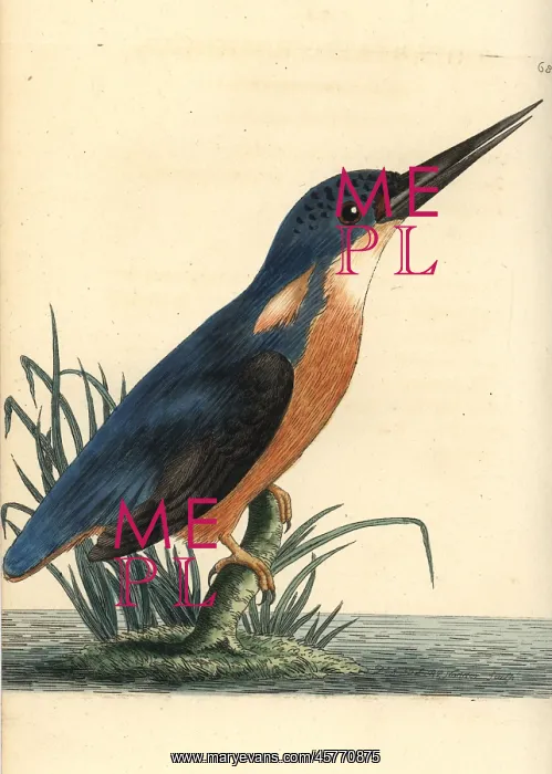 : Azure kingfisher, Ceyx azureus : Azure kingfisher, Ceyx azureus