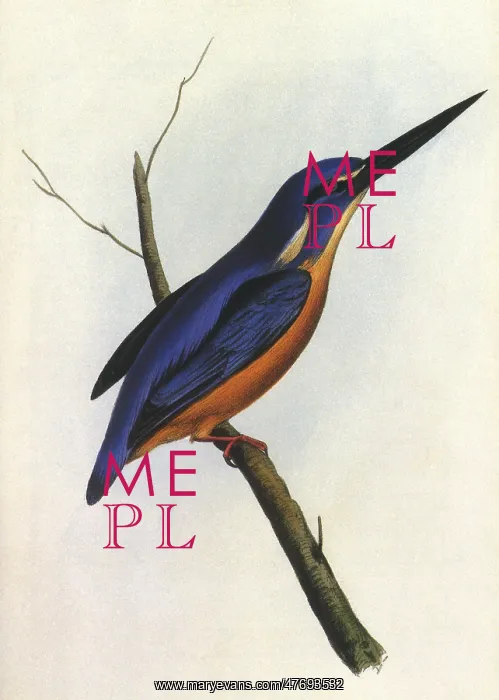  : Azure Kingfisher, Ceyx azureus