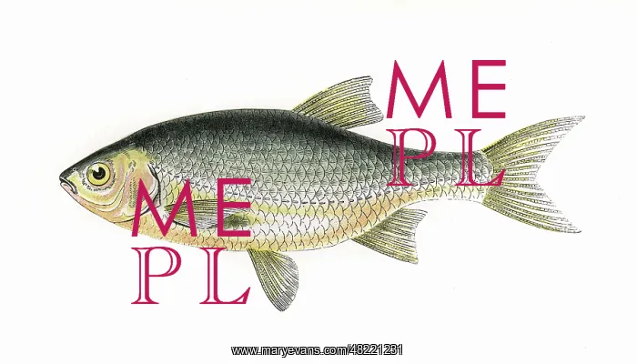 : Azurine or Blue Roach : Azurine or Blue Roach