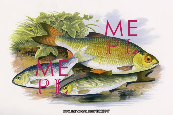 : Azurine, Dobule and Common Rudd : Azurine, Dobule and Common Rudd