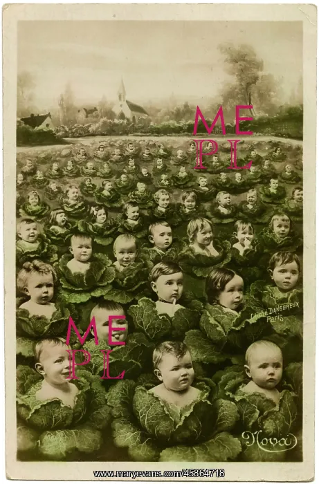  : Babies in a cabbage patch