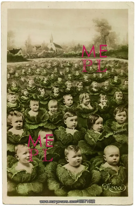 : Babies in a cabbage patch : Babies in a cabbage patch