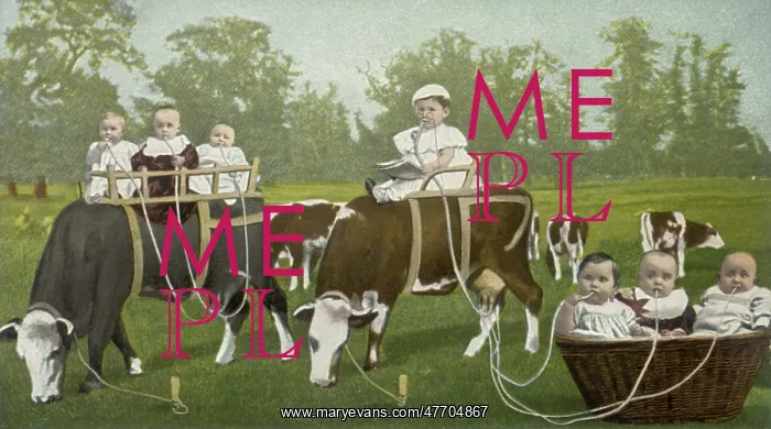  : Babies Milking Cows