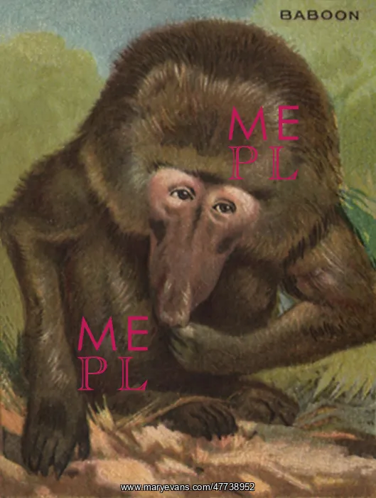  : Baboon