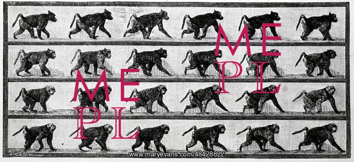 : Baboon in motion, photographed by Eadweard Muybridge : Baboon in motion, photographed by Eadweard Muybridge
