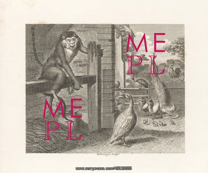 : The Baboon and the Poultry : The Baboon and the Poultry