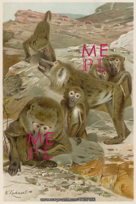  : BABOONS. A group of baboons