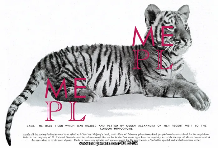 : Babs the tiger cub at the London Hippodrome : Babs the tiger cub at the London Hippodrome