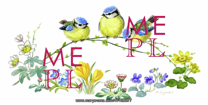 : Three baby blue tits with spring flowers : Three baby blue tits with spring flowers