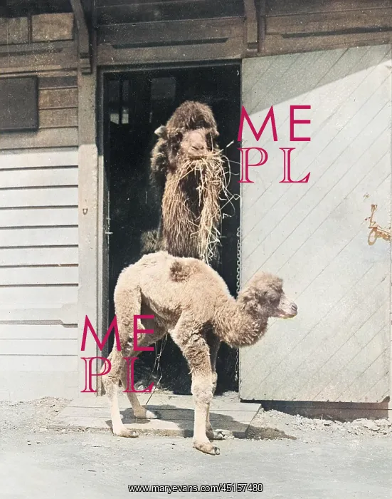 : BABY CAMEL AT THE ZOO : BABY CAMEL AT THE ZOO