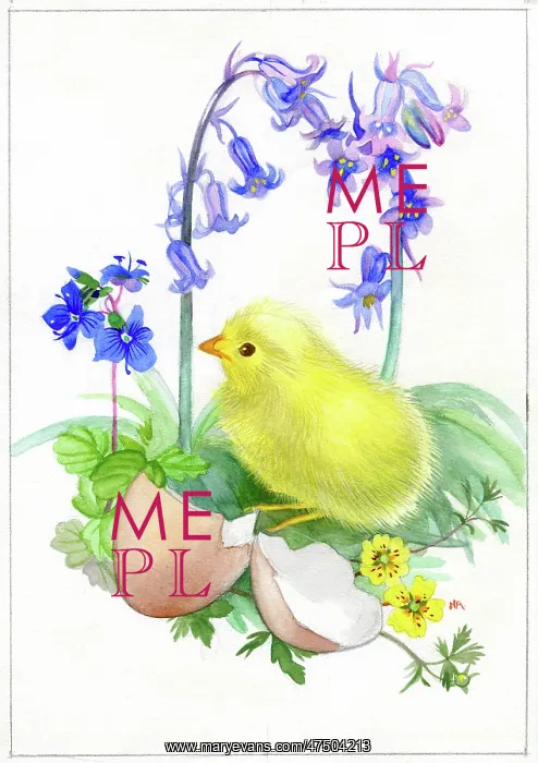 : Baby chick with eggshell and bluebells : Baby chick with eggshell and bluebells
