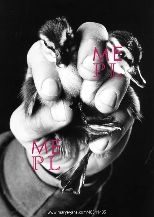  : Baby Ducks in Keepers Hand