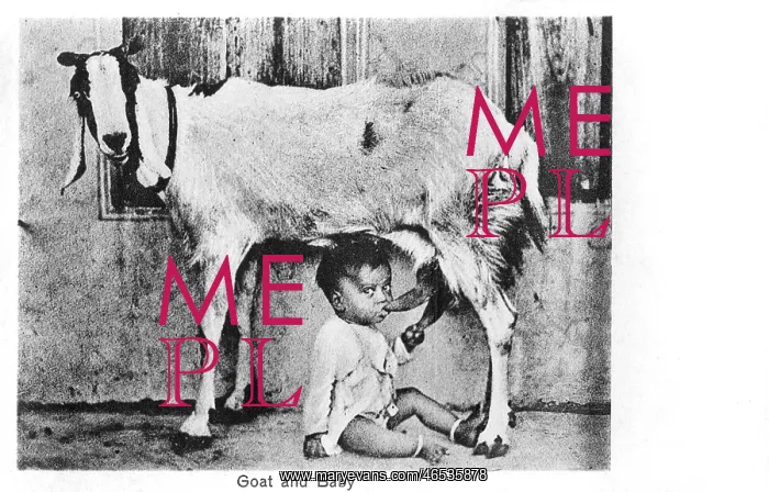 : Baby feeding directly from a goat : Baby feeding directly from a goat