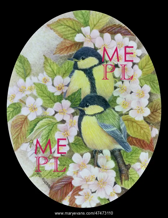  : Two Baby Great Tits on Blossom