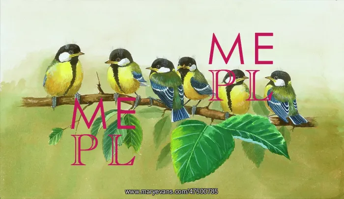  : Six baby great tits on a branch