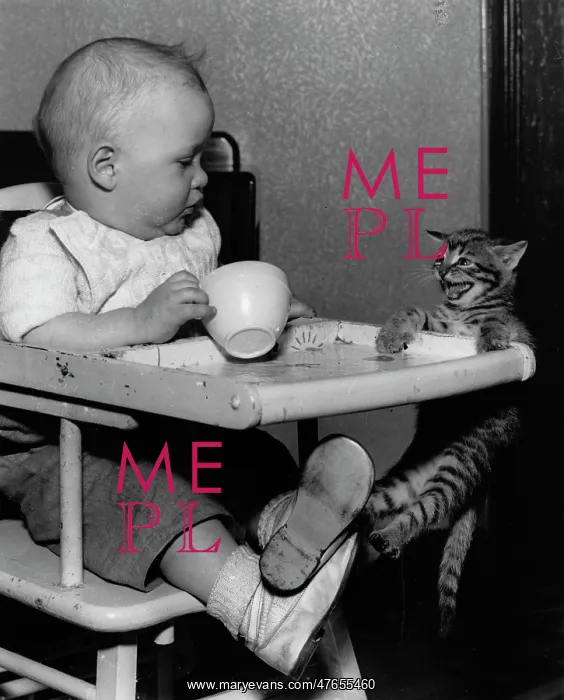 : Baby in highchair with kitten : Baby in highchair with kitten