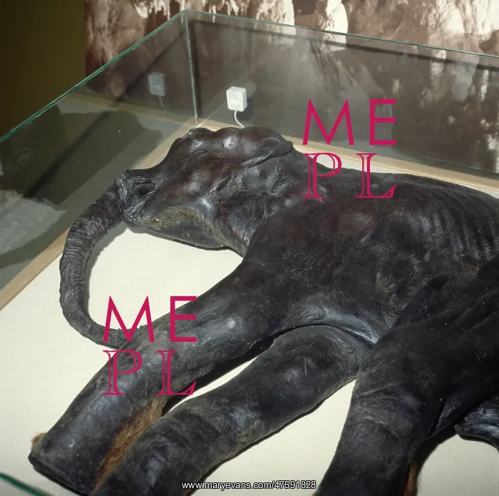 : Baby mammoth : Baby mammoth