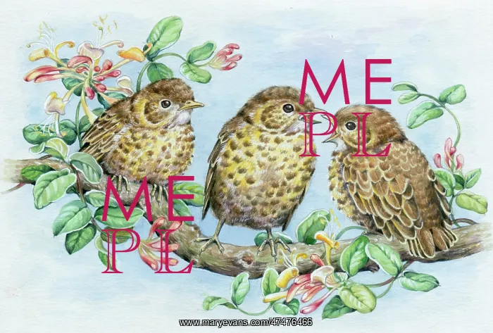 : Three baby mistle thrushes with honeysuckle : Three baby mistle thrushes with honeysuckle
