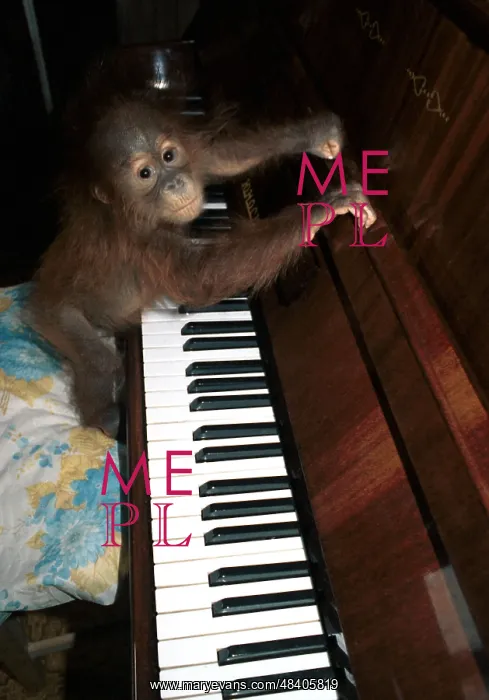 : Baby orangutan, 1996 : Baby orangutan, 1996