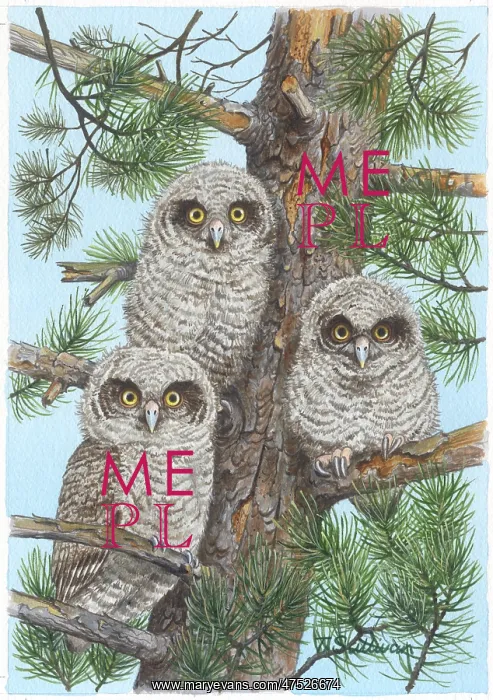 : Baby Owls - three owlets in a tree : Baby Owls - three owlets in a tree