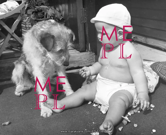 : Baby at seaside with dog : Baby at seaside with dog