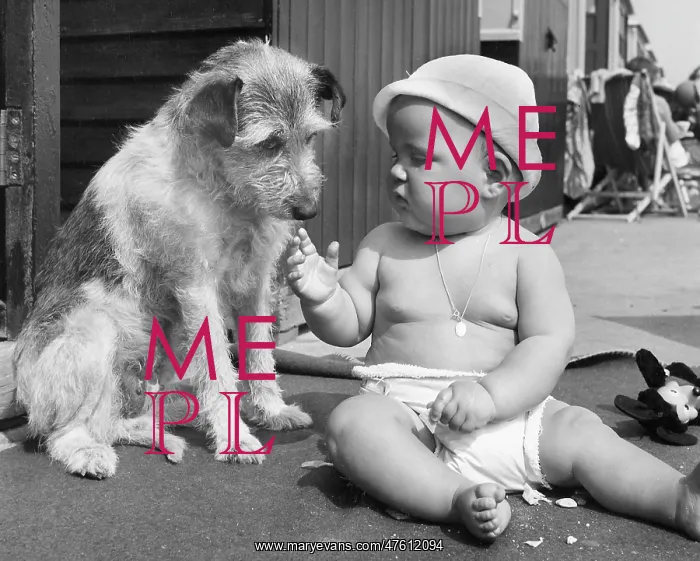 : Baby at seaside with dog : Baby at seaside with dog