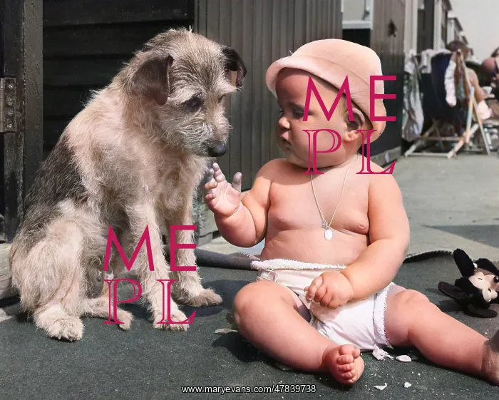 : Baby at seaside with dog : Baby at seaside with dog