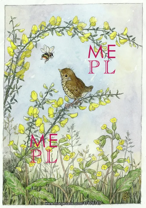 : Baby thrush on gorse with cowslips and bee : Baby thrush on gorse with cowslips and bee