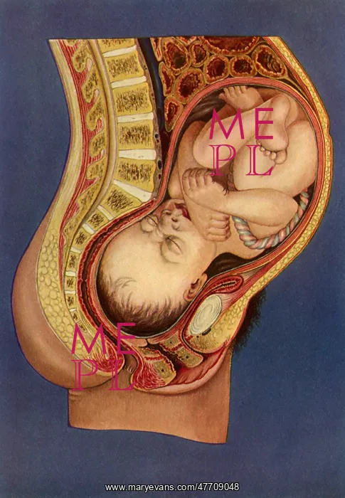  : Baby in Womb