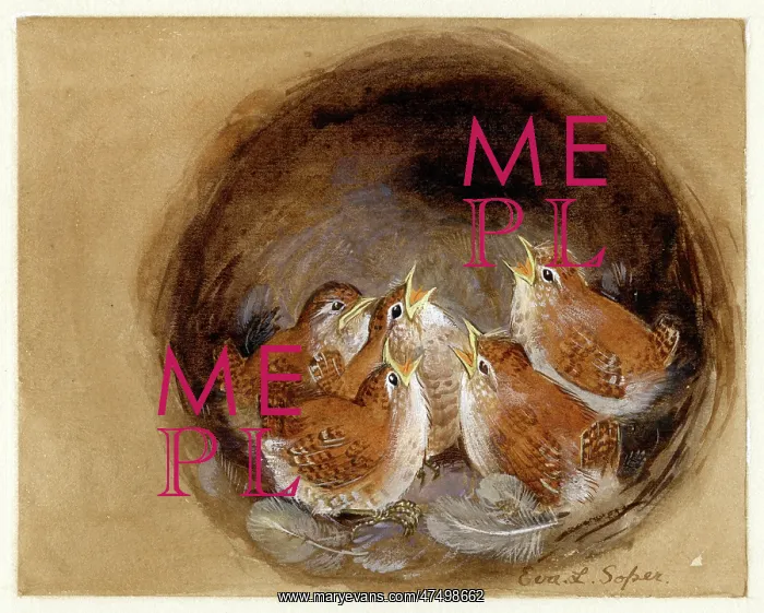 : Baby Wrens in nest