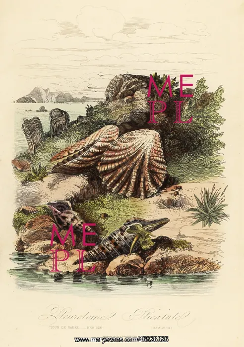 : Babylon turrid, Raphitoma echinata and kitten's paws clams : Babylon turrid, Raphitoma echinata and kitten's paws clams