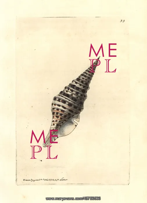 : Babylon turrid shell, Turris babylonia : Babylon turrid shell, Turris babylonia