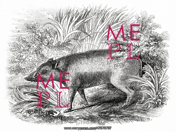 : Babyrussa (babirusa, babiroussa) : Babyrussa (babirusa, babiroussa)