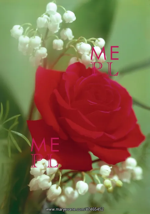 : Baccarat Rose and Lily of the Valley : Baccarat Rose and Lily of the Valley
