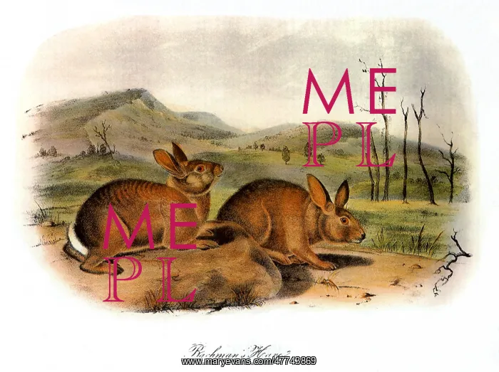  : Bachman's Hares